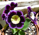 20 Seeds Per Pack - Tricolor Mariandl Flower