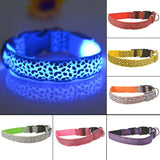 Safety 2x LED Dog Collar + Leash + Tag Ultimate Complete Set
