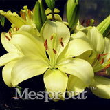100 Seeds Per Pack - 20 Colors Lily Seeds By Mesprout