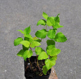 100 Seeds Per Pack -  Mentha Arvensis (Field Mint)Aromatic Herb Plant